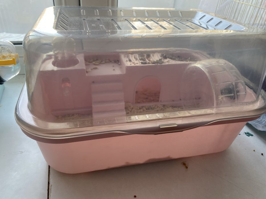 Хомячок джунгарский продам