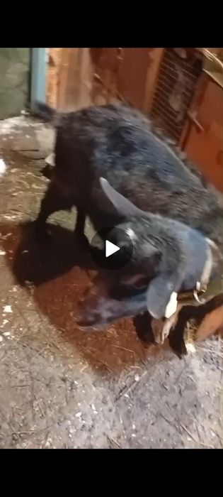 Срочно продам козу