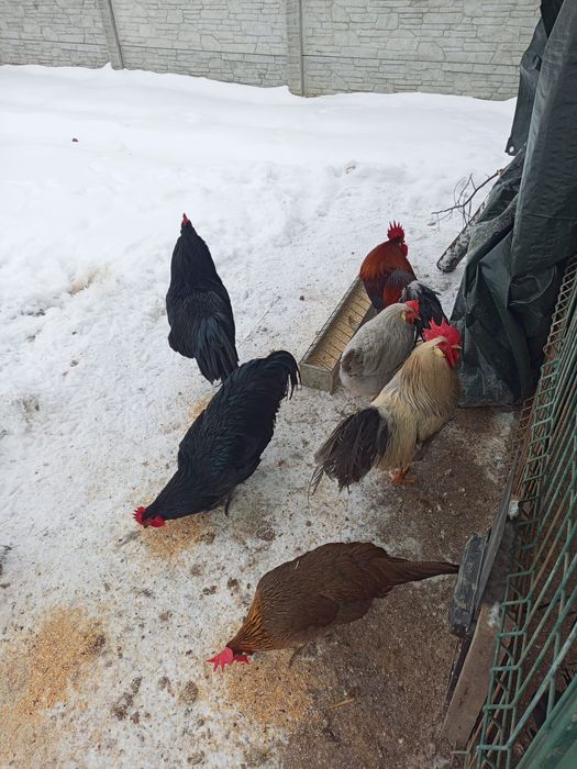 Gaini Cocosi Australorp si italieni