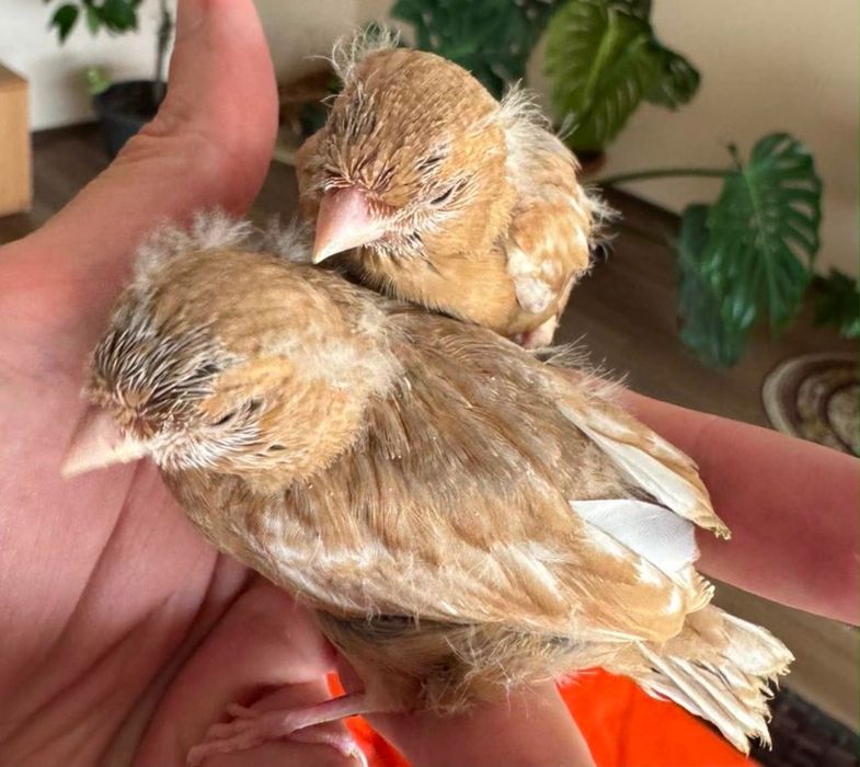 Canari – pui 2026