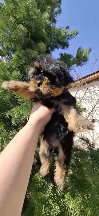 Щенки йоркширского терьера