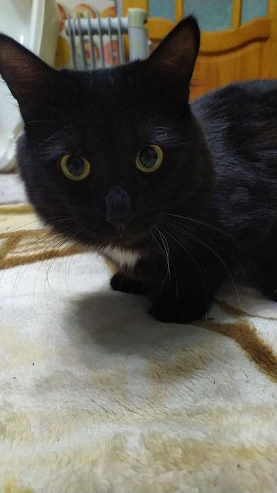 Отдам кота в добрые руки