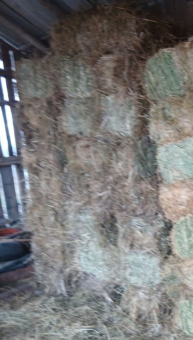 Baloți de fân de vânzare