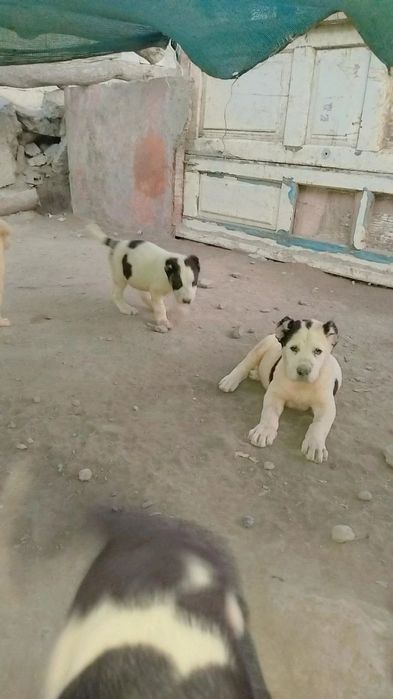 alabay bolalari sotiladi 40 kunlik