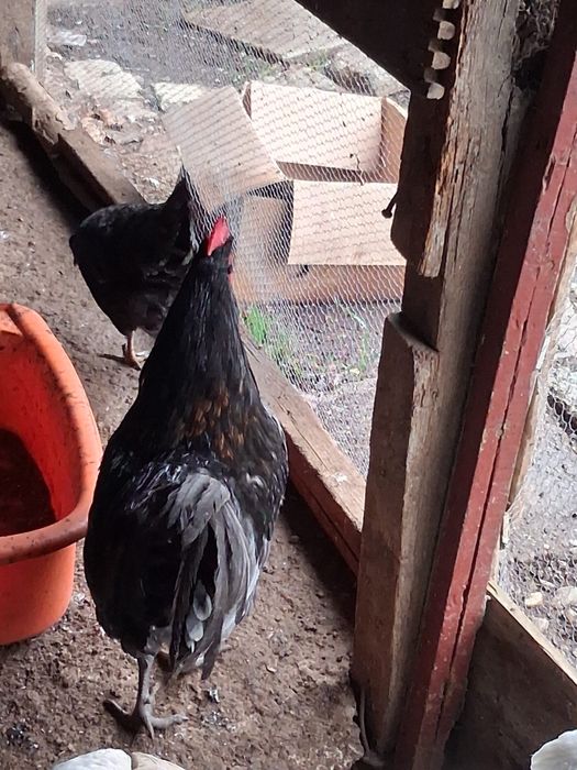 schimb cocoși cu puicuțe