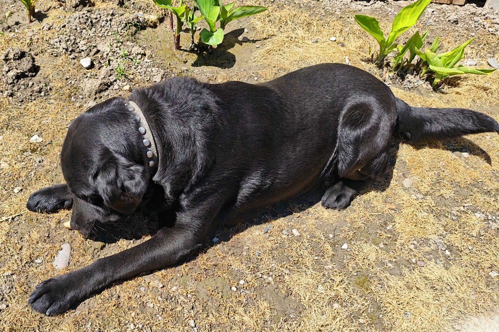 Продается лабрадор