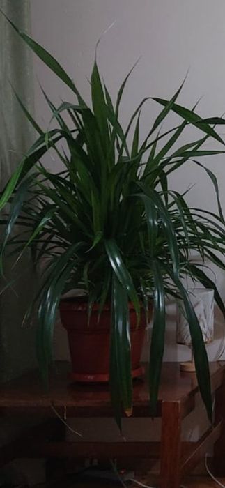 Комнатные цветы.