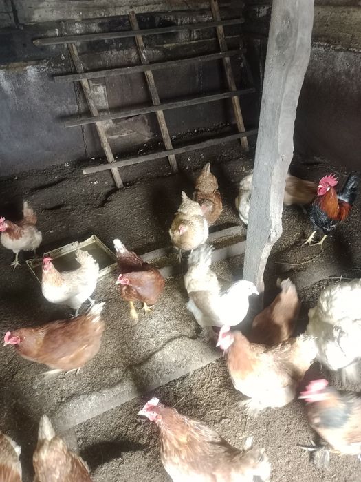 Продам домашних кур.