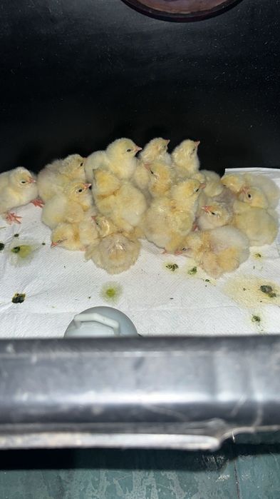 ,pui brahma herminat,oua incubat.