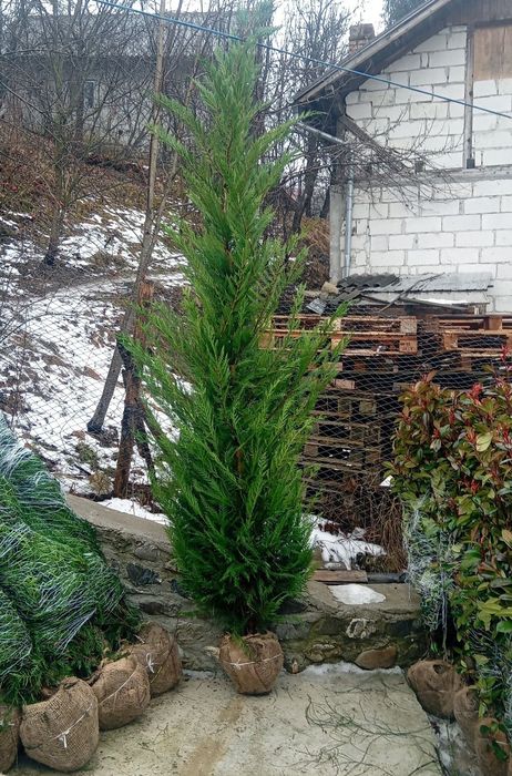 Laur englezesc photinia Red Robin leilandi