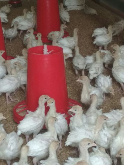 БИГ-6 курка жужалари сотилади!