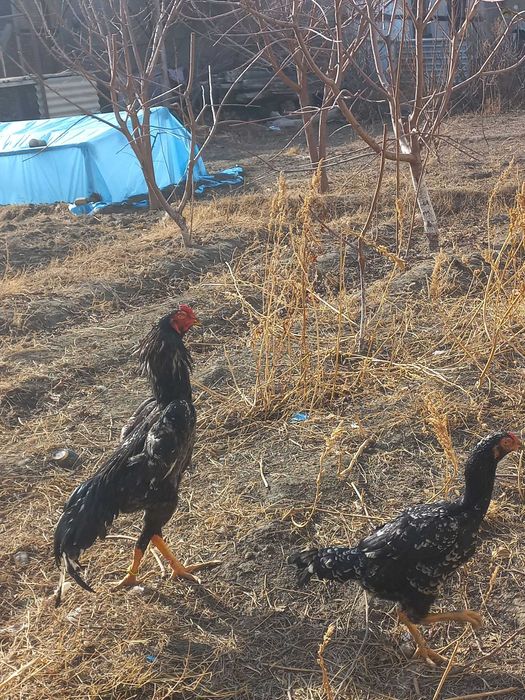 Dakan tuxumlari//O Shamo tuxumlari/tuxum/Kulangi tuxum