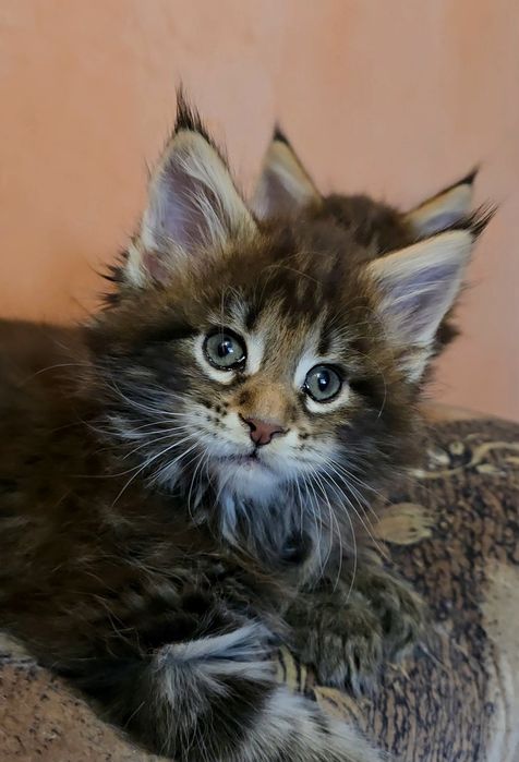 ЕЛИТНИ  котенца мейн  куун