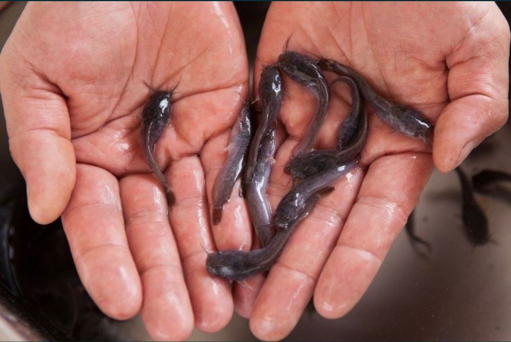 Мальки африканского сома