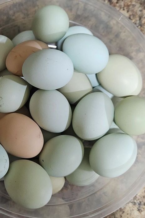 УХЕЙИЛЮЙ товугининг табиий кук тухумлари
УХЕЙИЛЮЙ И
УХЕЙИЛЮЙ И