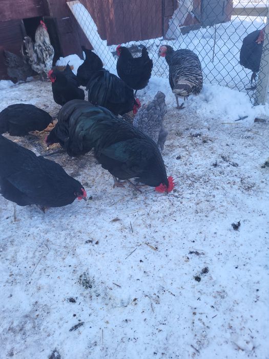 Vând doi cocosi australorp