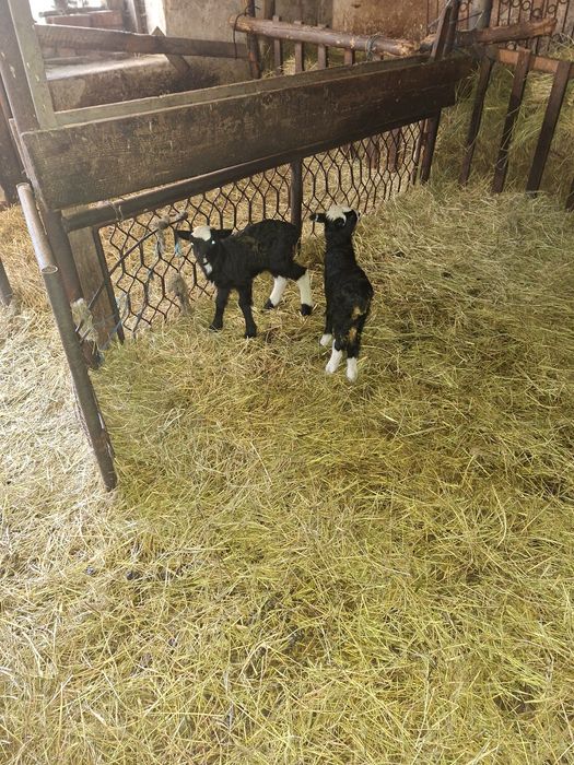 Vând oi și miei romanov