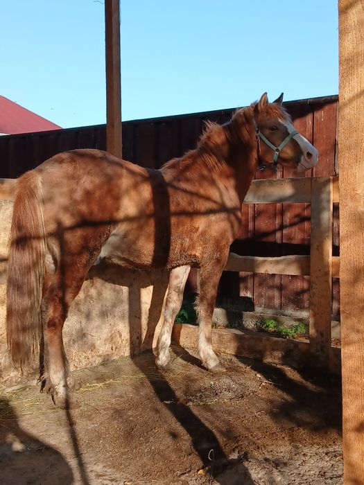 Срочно продам жеребца