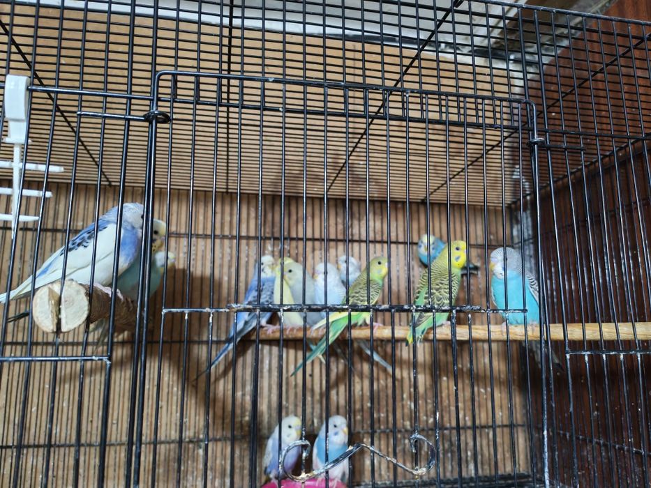 Попугай волнистый