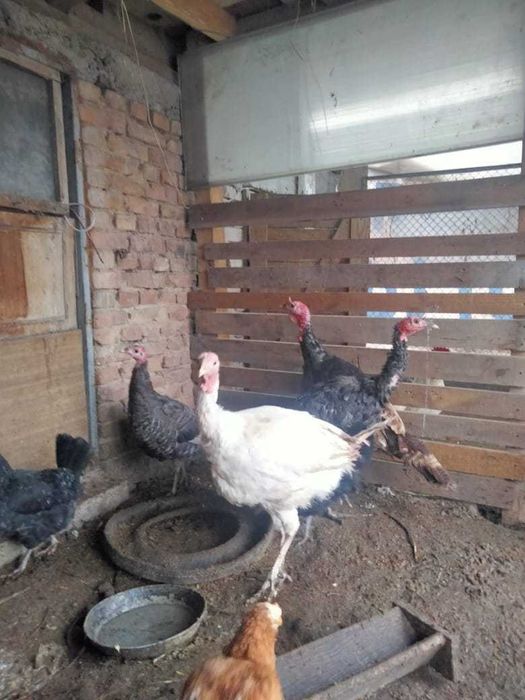 Продам семью индюков