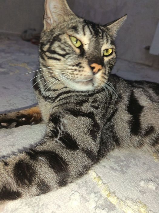 Bengal zotli  mushuk