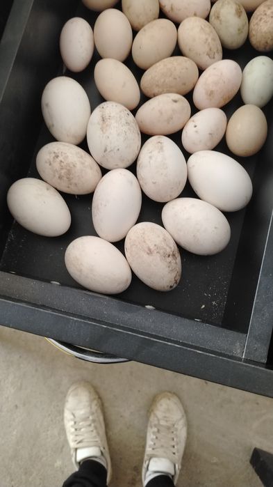 Oua de gașca și rate mute