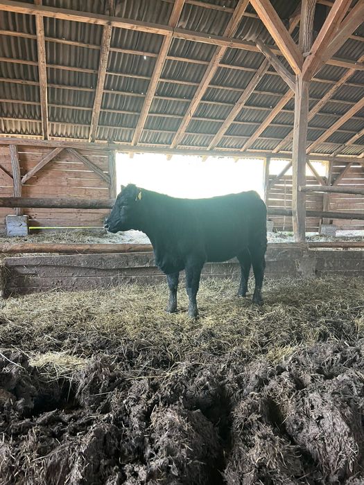 Vand 2 vitele angus