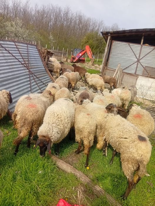 Vând oi tinere corcitura