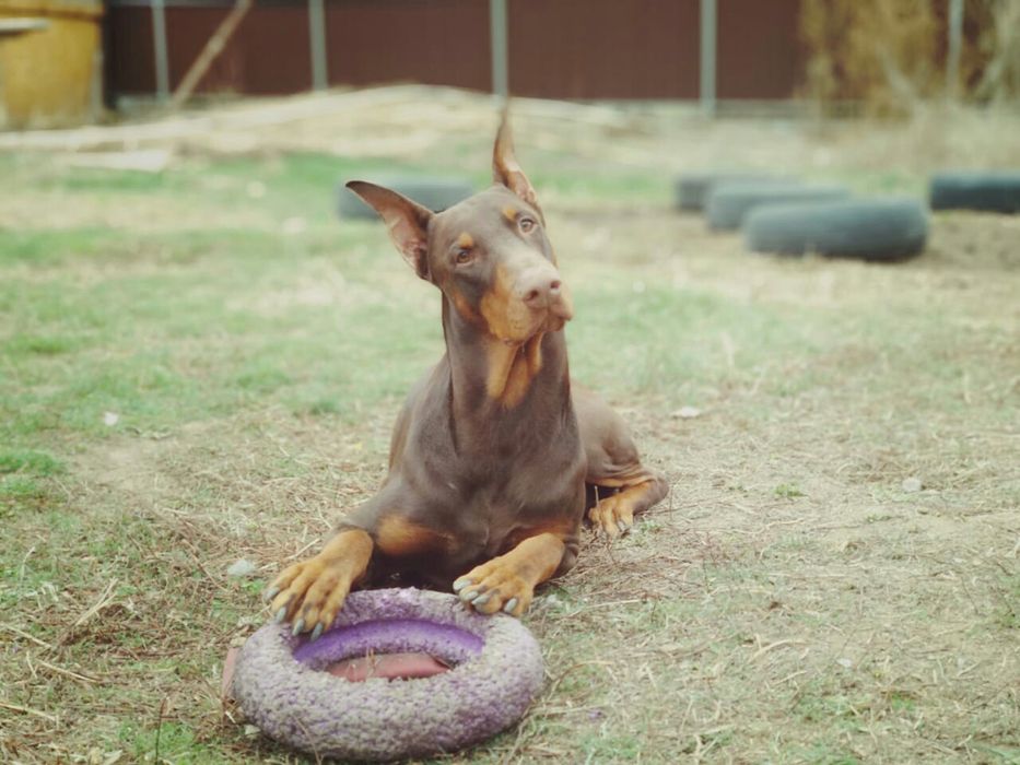 Кобели добермана