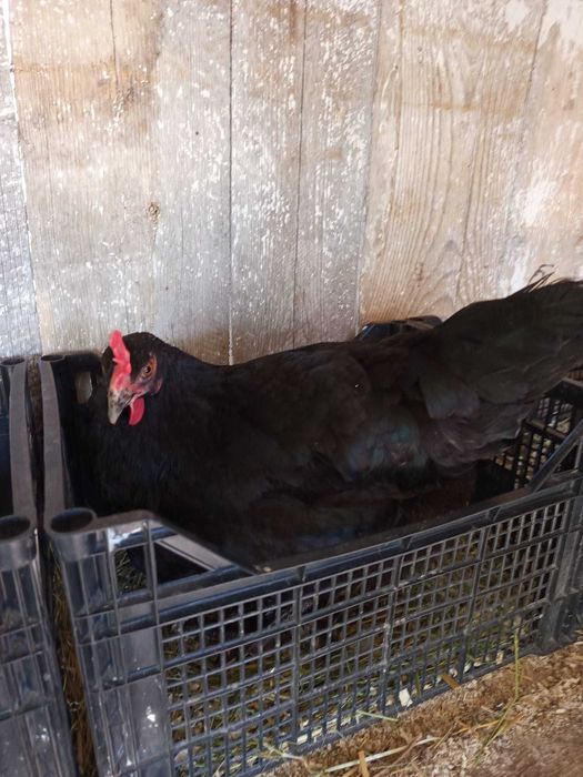 Vând 4 găini +1 cocoș