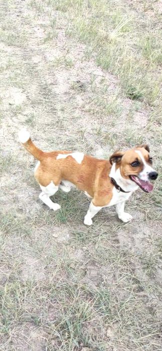 Вязка, Джек Рассел.