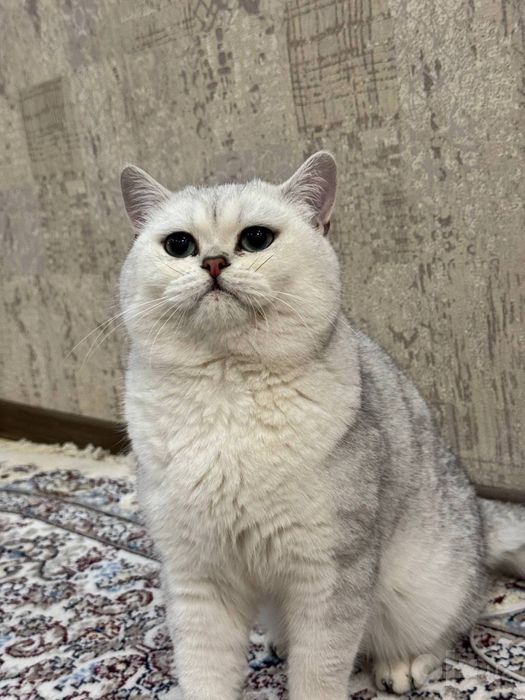Продаются котята скоттиш фолд/страйт (серебристая шиншилла)