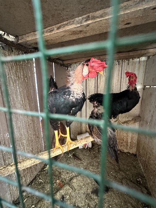 Dakan xurozlar tovuklari bn birga 4 ta xoroz 5 tovuk Tuxum beradi