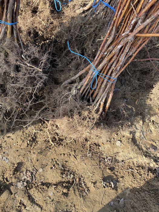 Drajoni zmeura polka