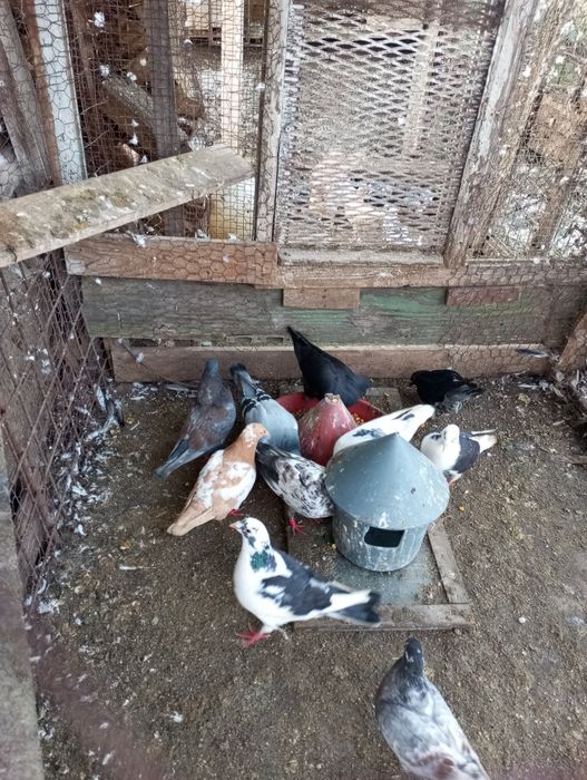 Iepuri porumbei de vânzare