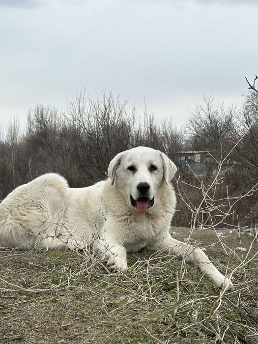 Алабай тобет собака ит еркек