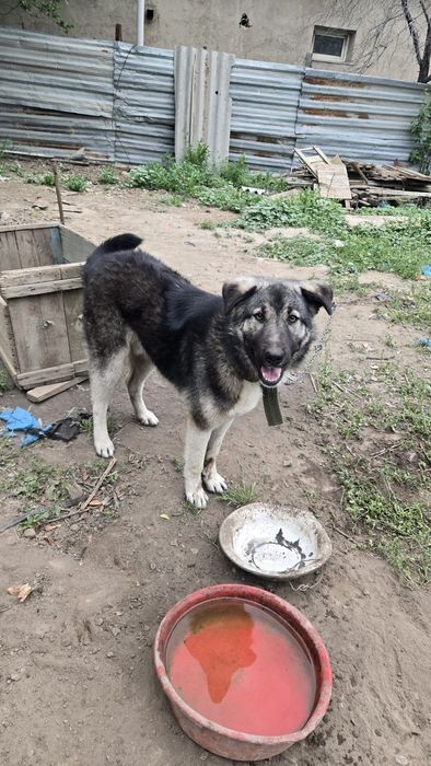 Отдам щенка в хорошие руки