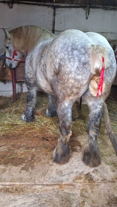 manza ardeneza   grea