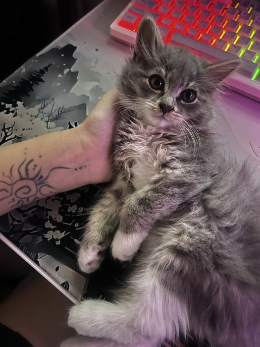 Продаётся  котёнок