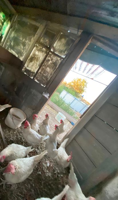 Куры несушки продам
