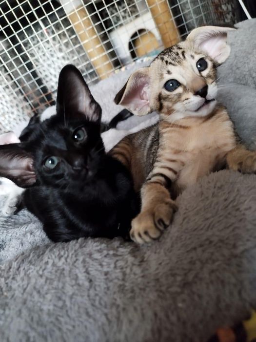 Ориентальные котята