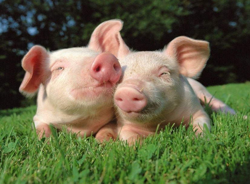 Поросята  круглый год