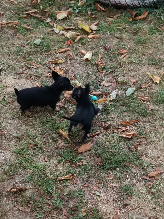 Продавам мини пинчерчета
