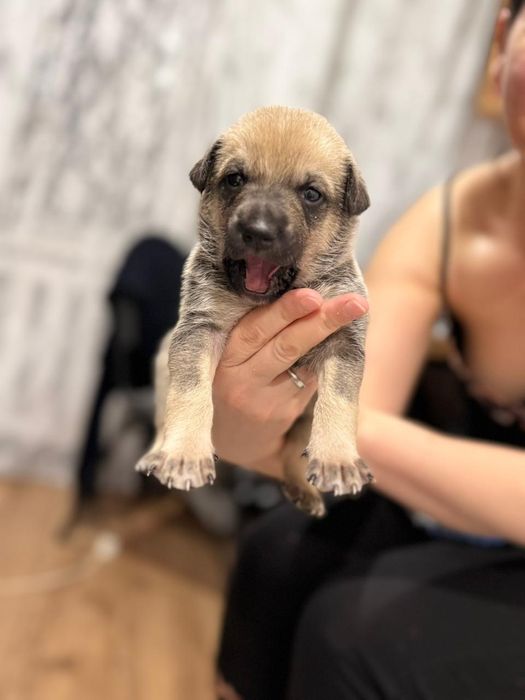 Отдам щенят в хорошие руки