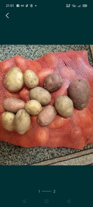 Продам картофель