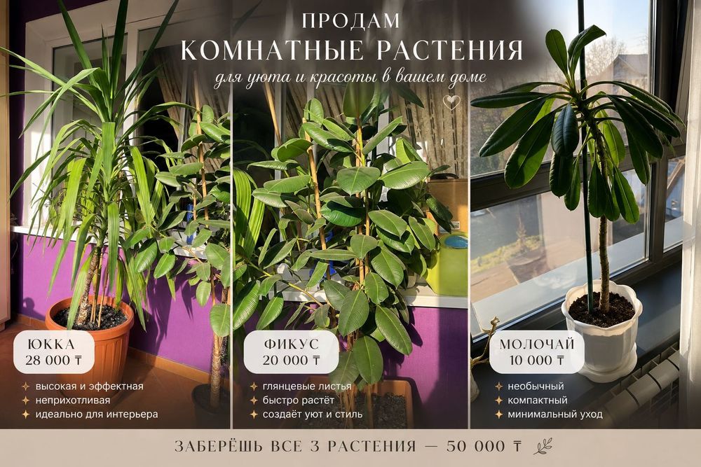 СРОЧНО продам Фикус Юкка Молочай