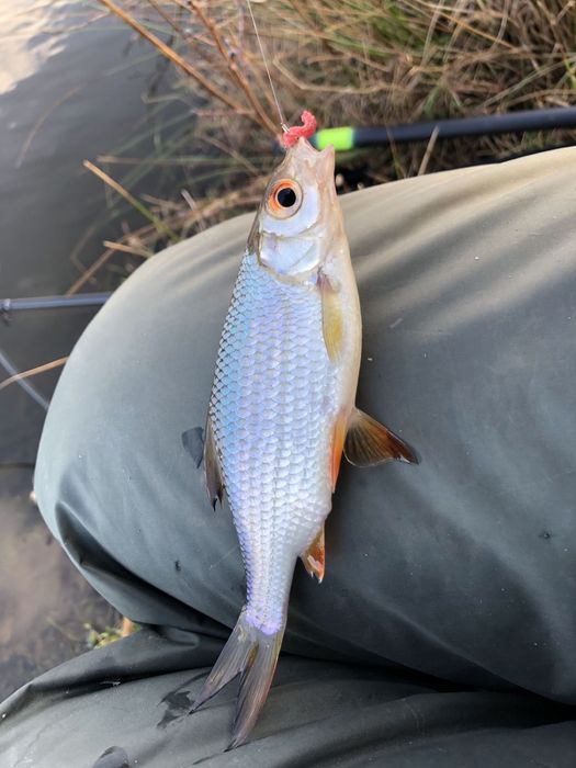 Живец Чебак Свежий