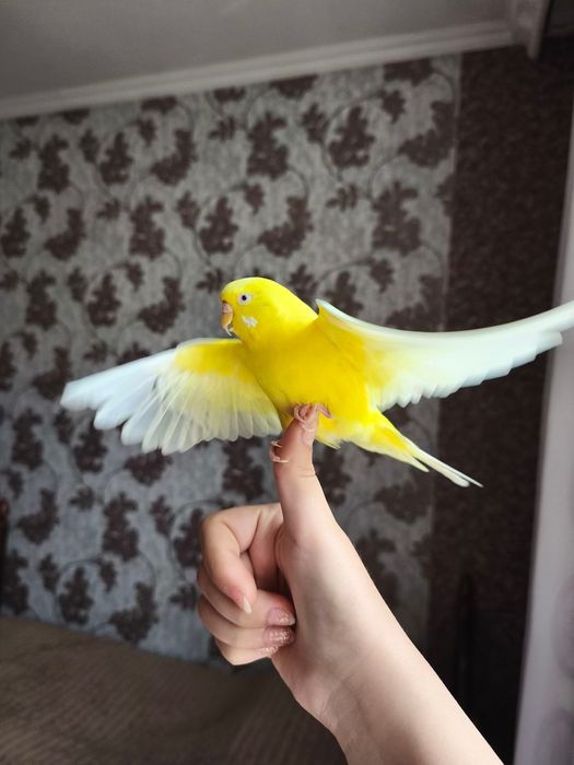 Волнистые попугаи и кореллы