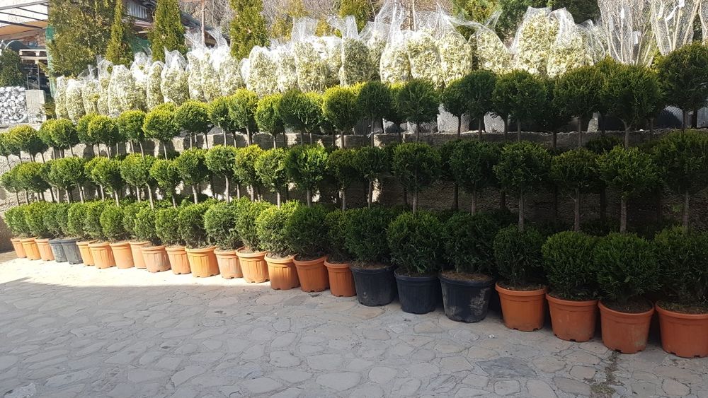Amenajari curti grădinii plante ornamentale