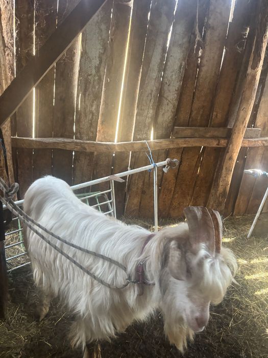 Vănd Țap Alb, Slatioara